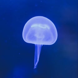 gdynia aquarium