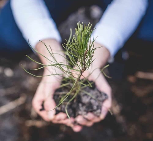 plant tree